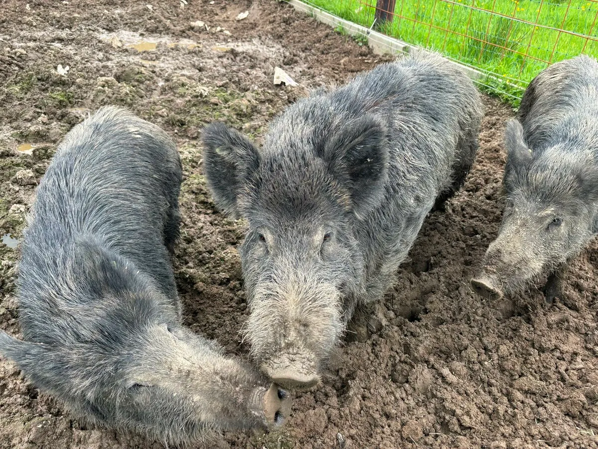 Wild boar - Image 1