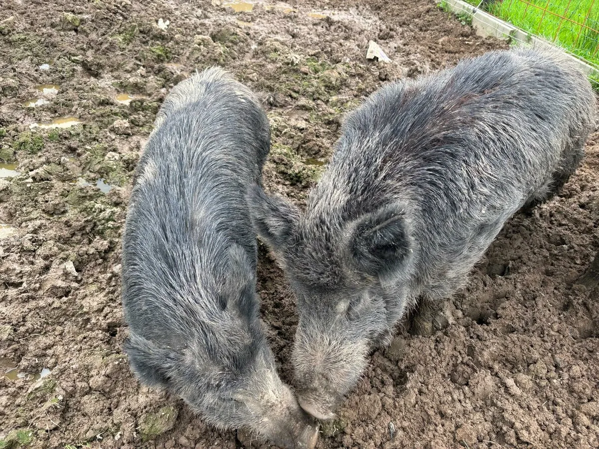 Wild boar - Image 2