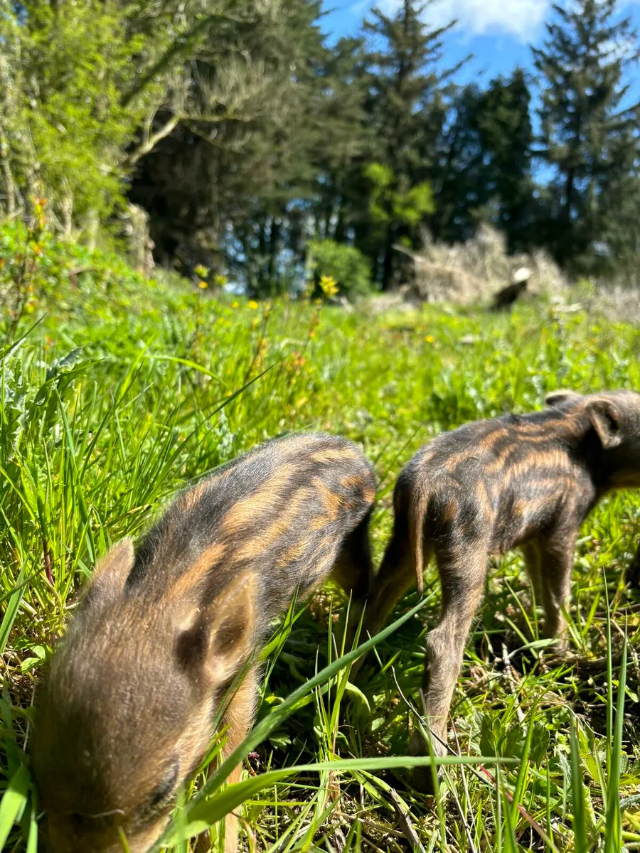 Wild boar - Image 3