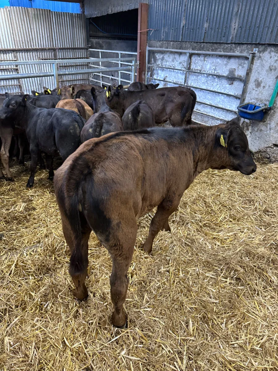 Angus and lim heifers - Image 3
