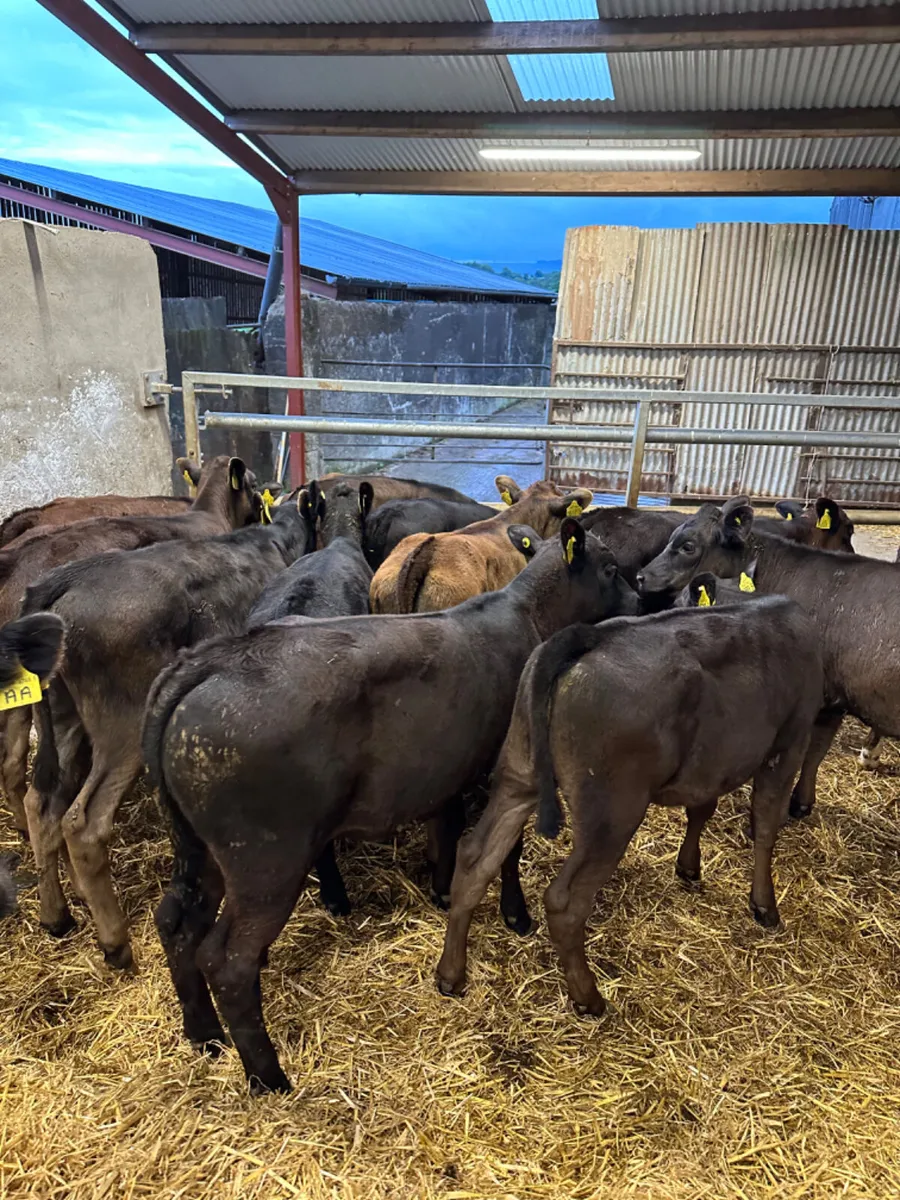 Angus and lim heifers - Image 1