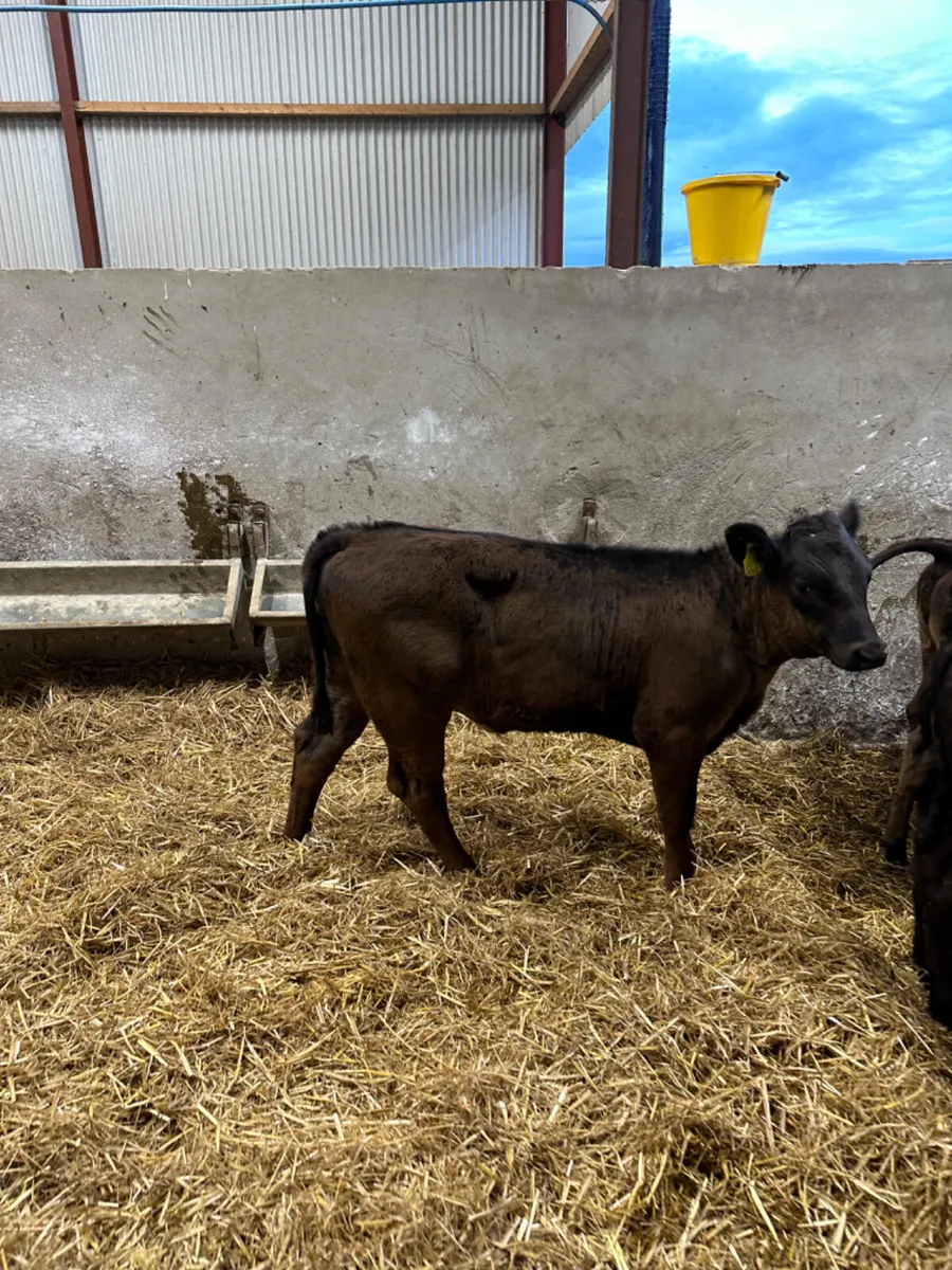 Angus and lim heifers - Image 4