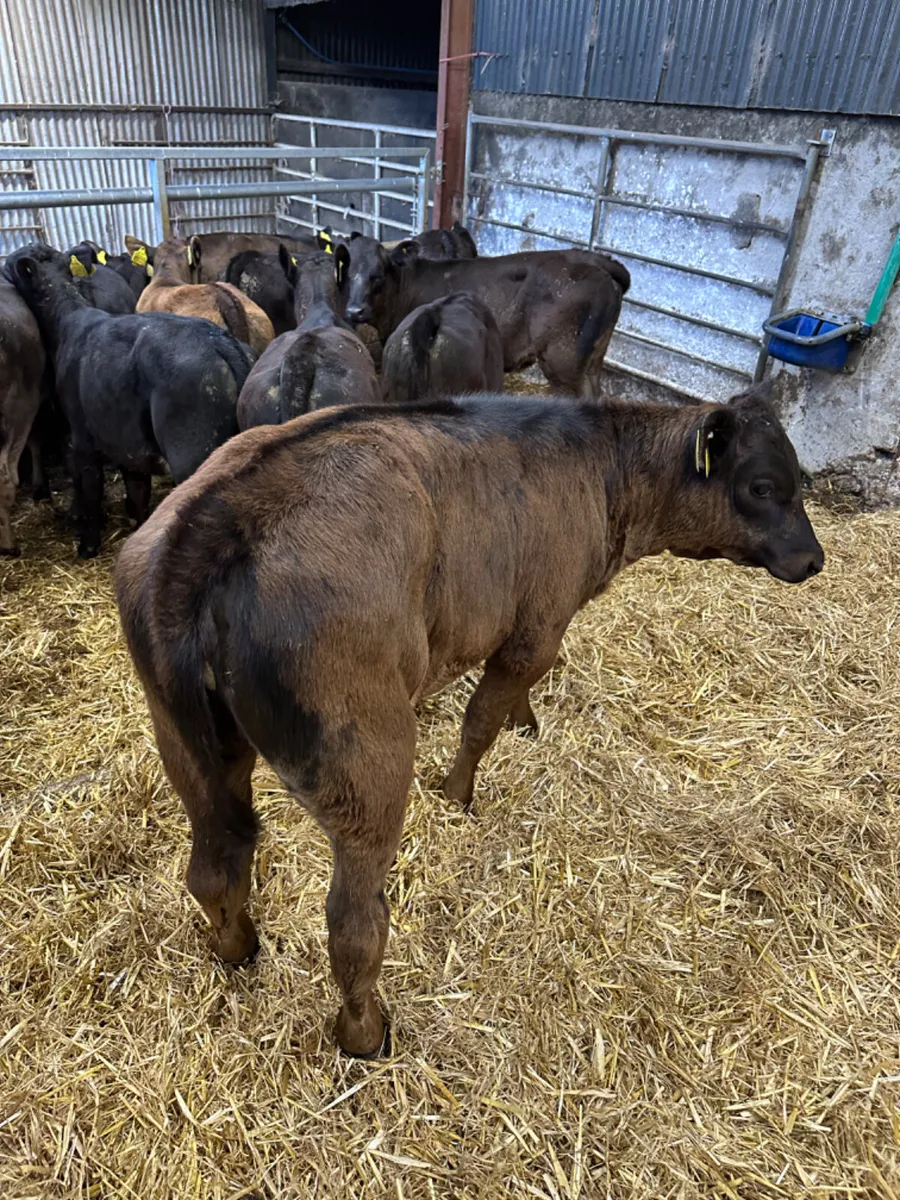 Angus and lim heifers - Image 2