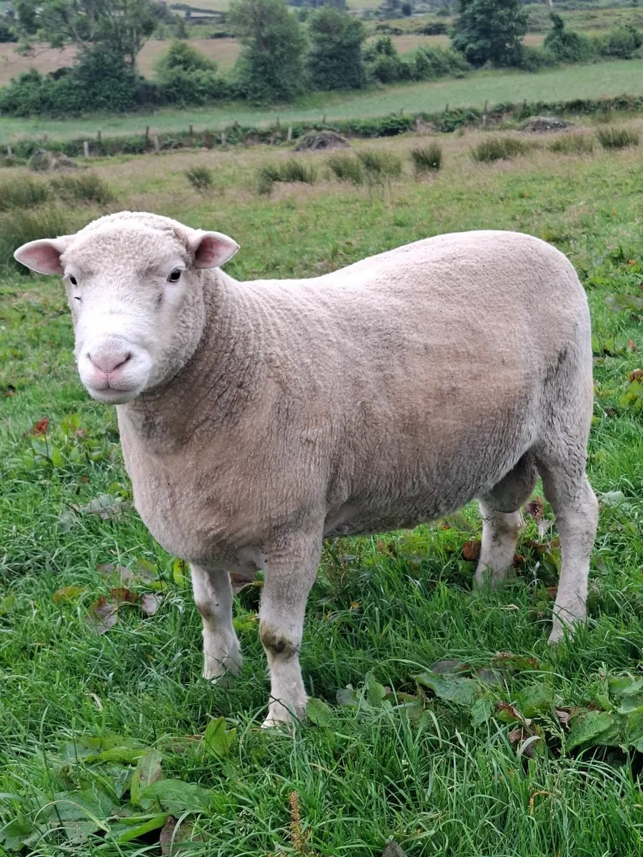 DORSET RAM - Image 1