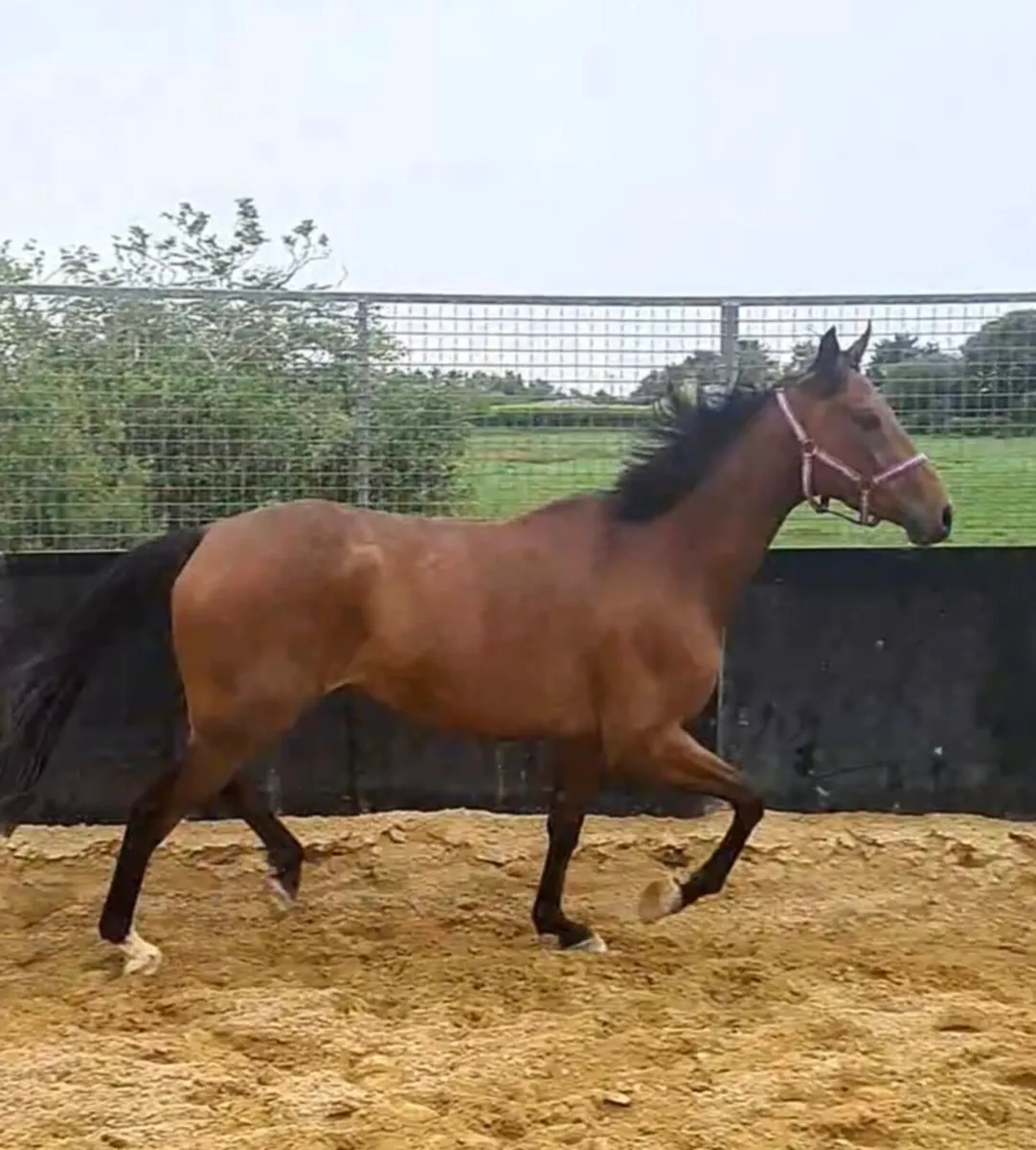 4YR FROM FAMILY OF "SIR OJ " - Image 2