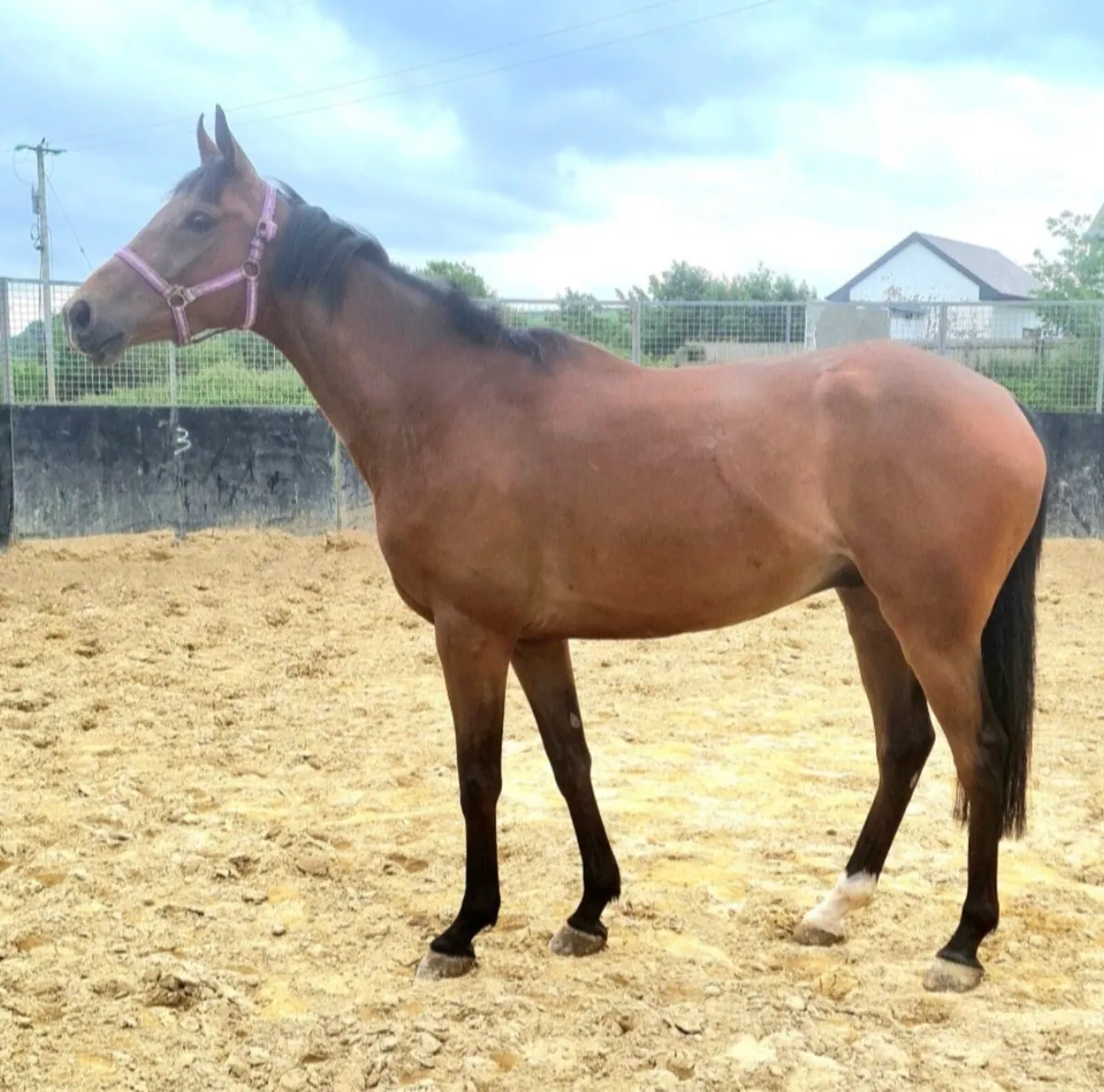 4YR FROM FAMILY OF "SIR OJ " - Image 1