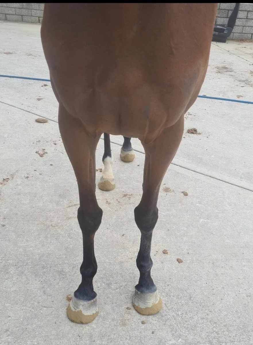 4YR FROM FAMILY OF "SIR OJ " - Image 3