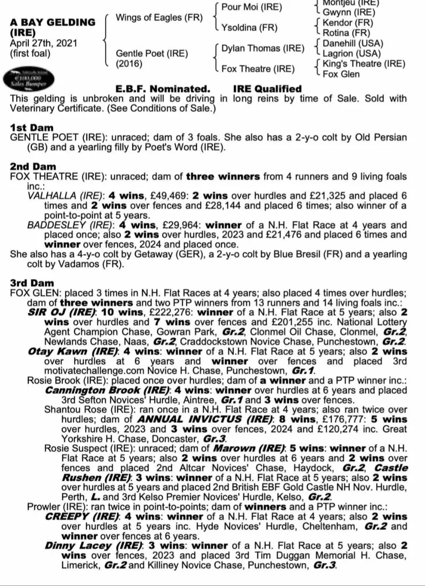 4YR FROM FAMILY OF "SIR OJ " - Image 1