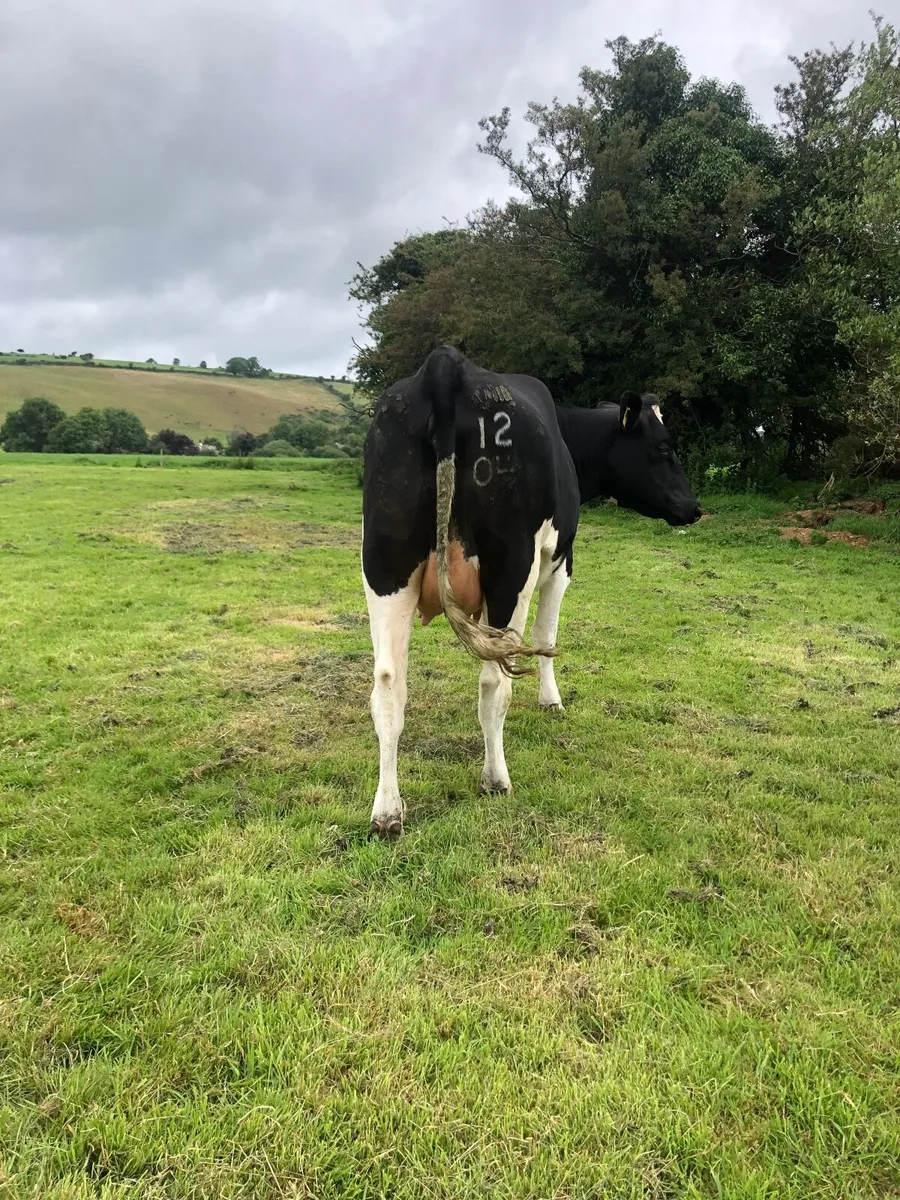 Incalf dairy heifer - Image 1