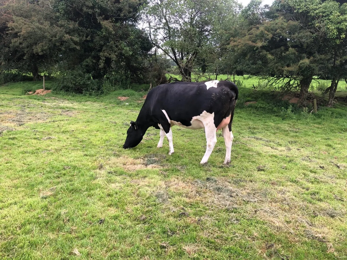 Incalf dairy heifer - Image 2