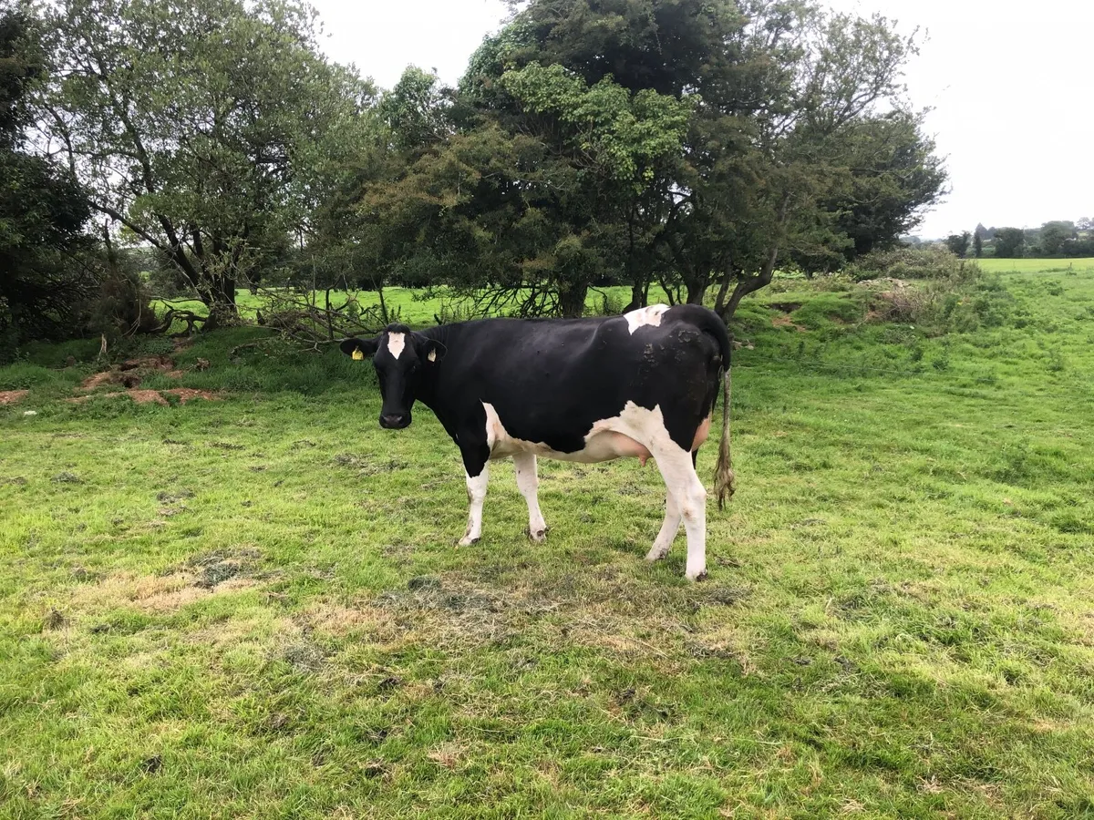 Incalf dairy heifer - Image 3