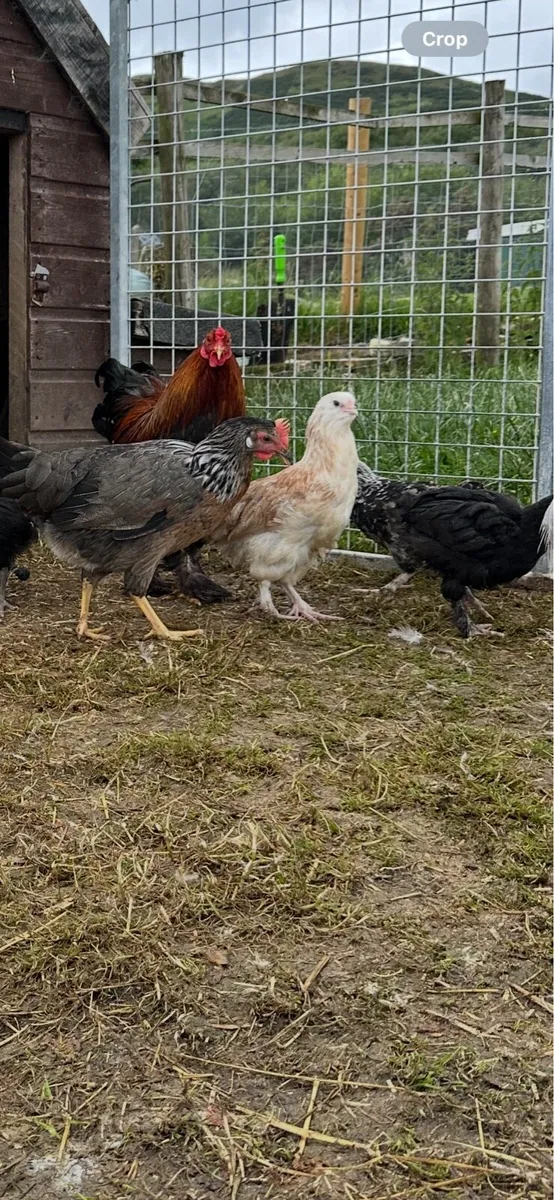 Purebred pairs and growers Indian runner ducks - Image 4