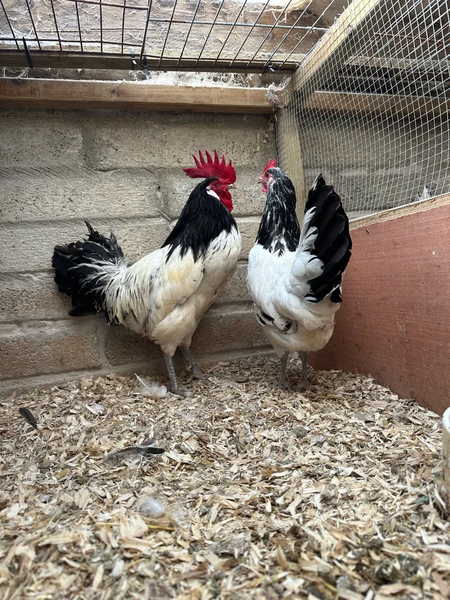 Purebred pairs and growers Indian runner ducks - Image 1