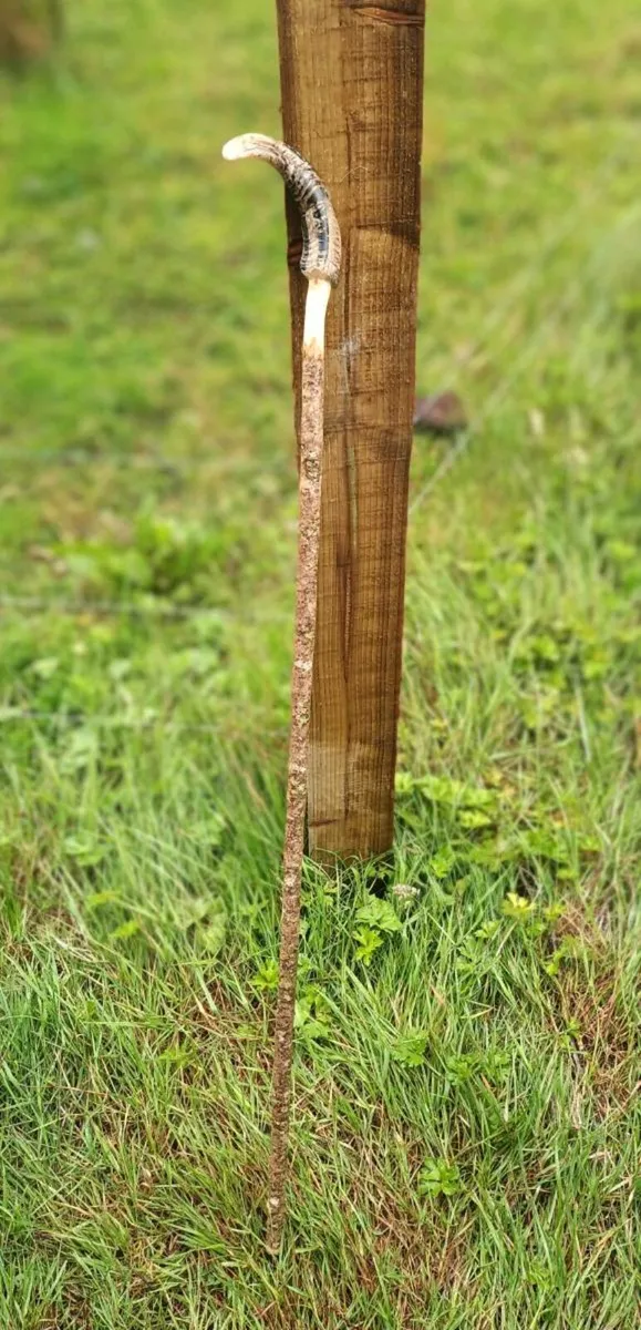 Hazal walking stick - Image 1