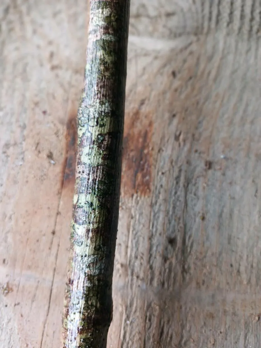 Hazal walking stick - Image 4