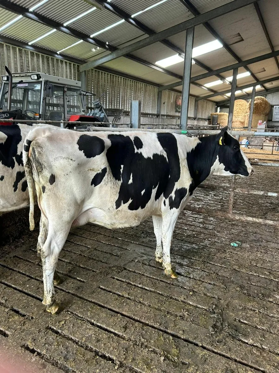 Young Friesian cow suitable for sucking