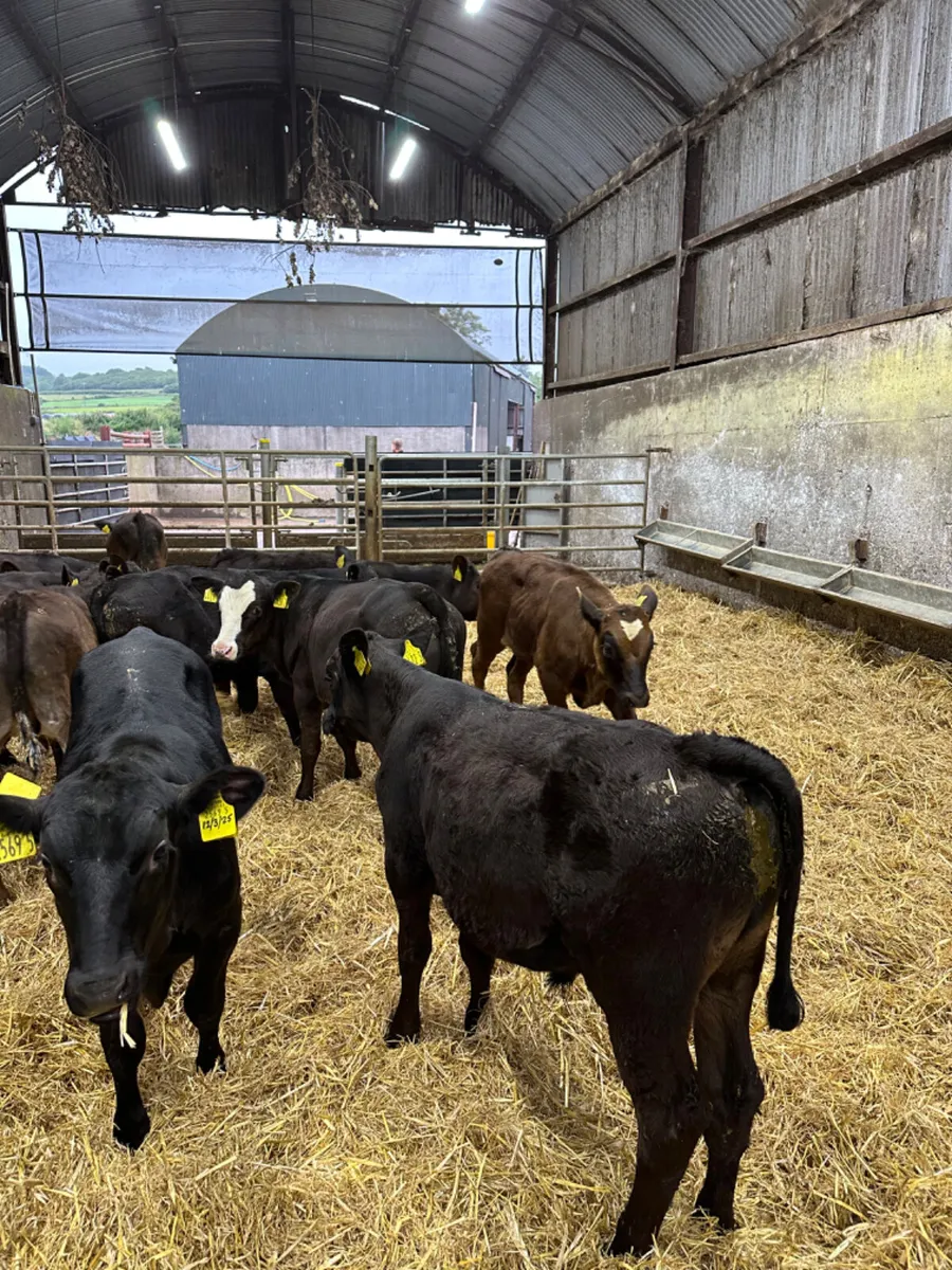 Angus and lim bulls - Image 1