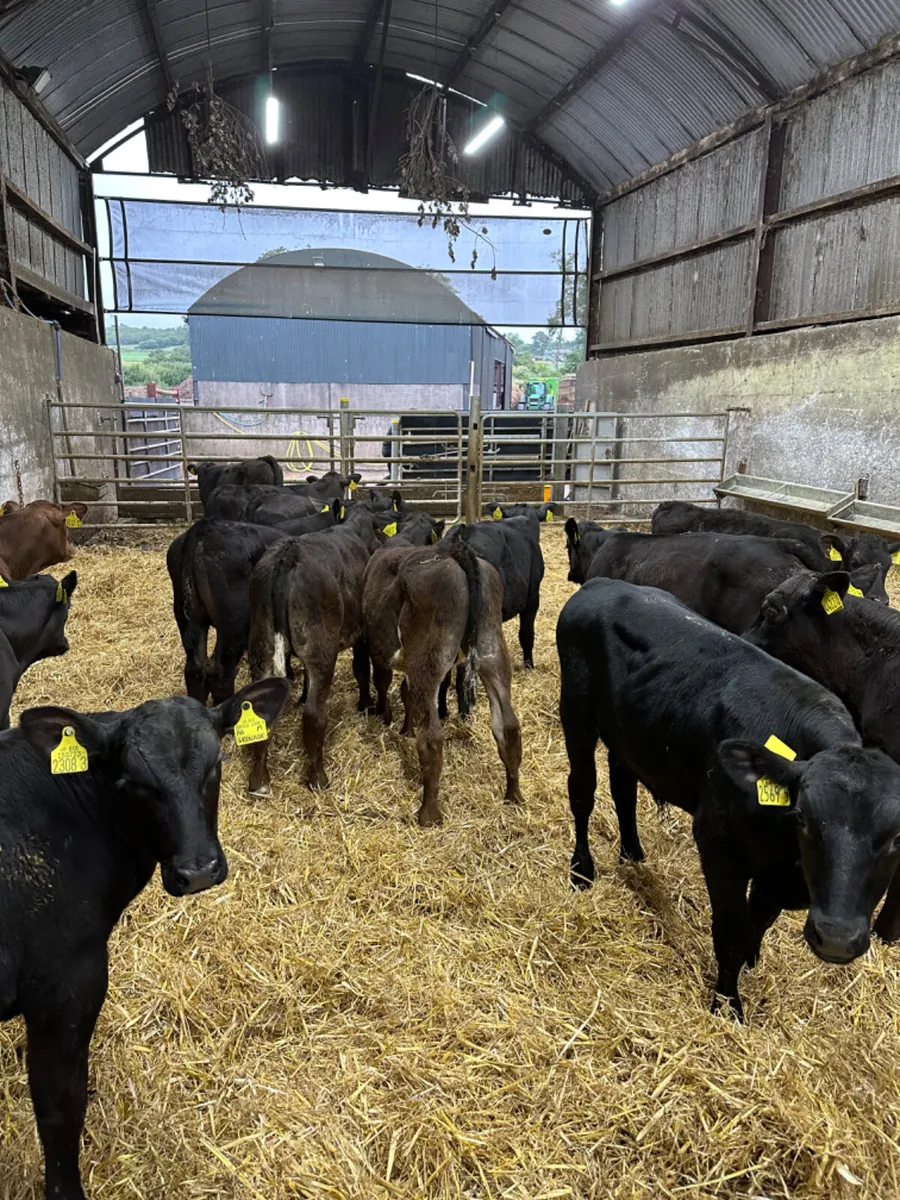 Angus and lim bulls - Image 4