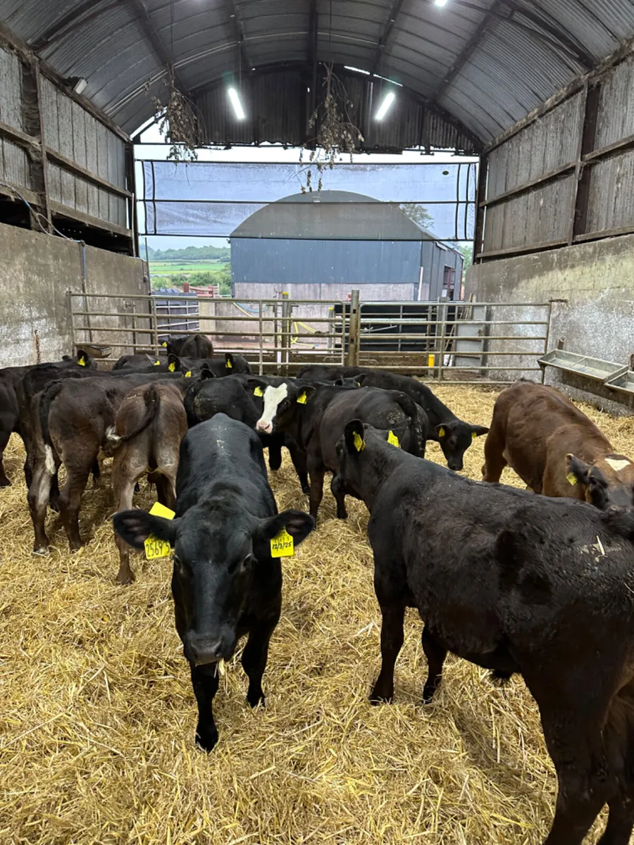 Angus and lim bulls - Image 2