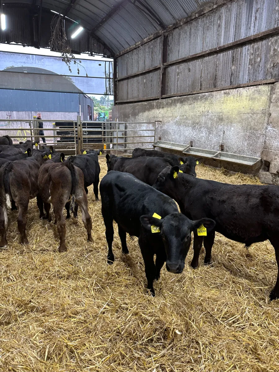 Angus and lim bulls - Image 3