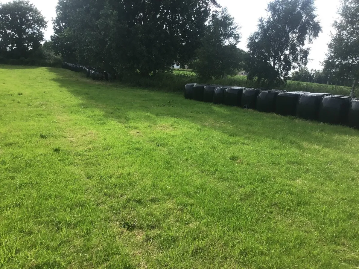 Organic Silage  haylege - Image 4
