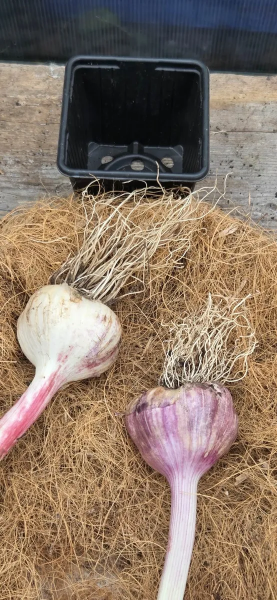 Organically grown Garlic bulbs - Image 2