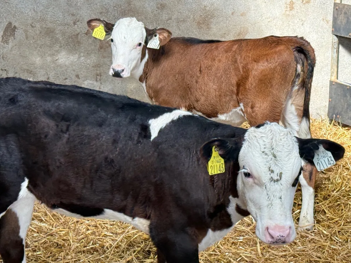 2 REARED HEREFORD HEIFER CALVES ( HOMEBRED) - Image 1