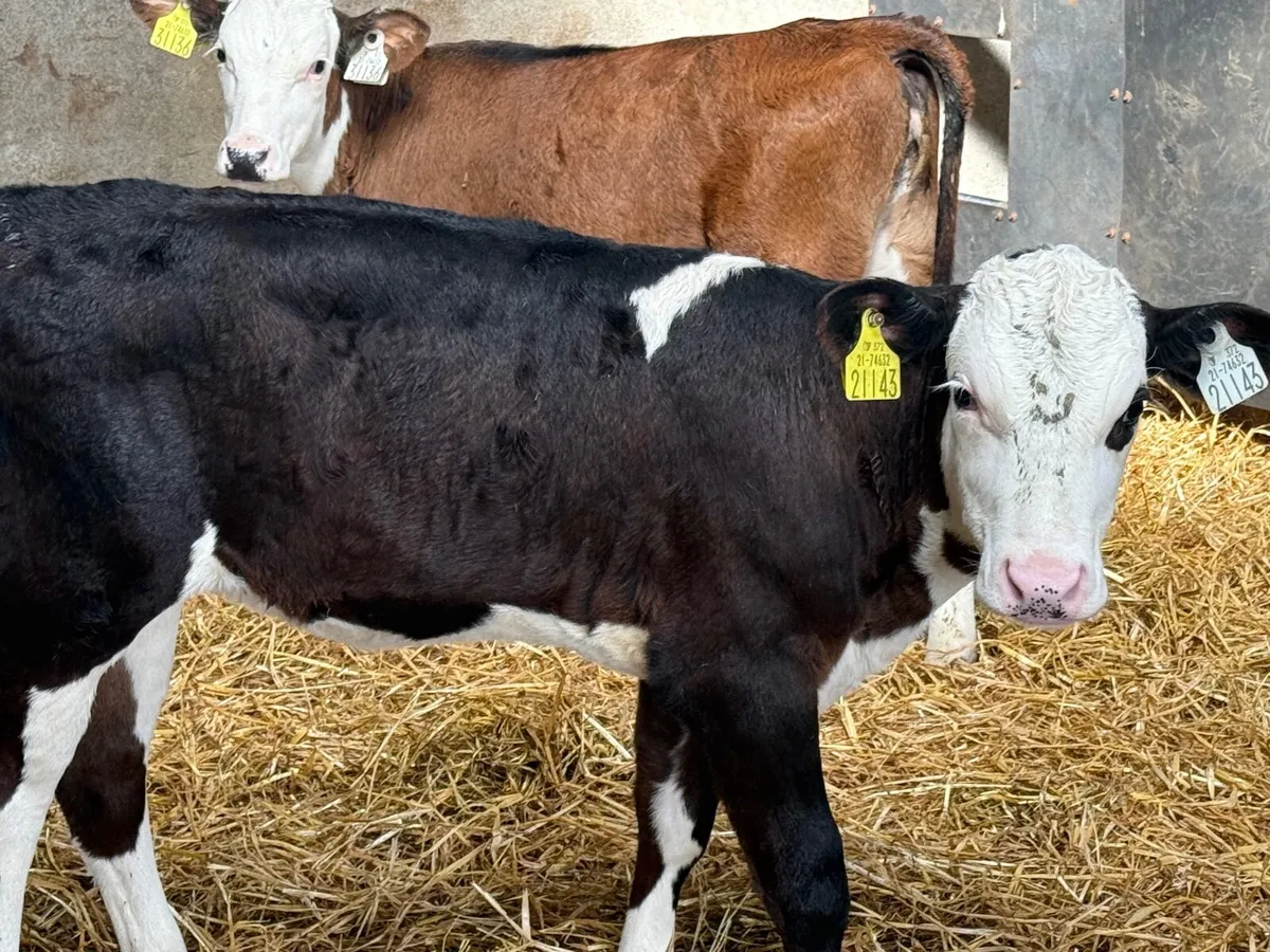 2 REARED HEREFORD HEIFER CALVES ( HOMEBRED) - Image 2