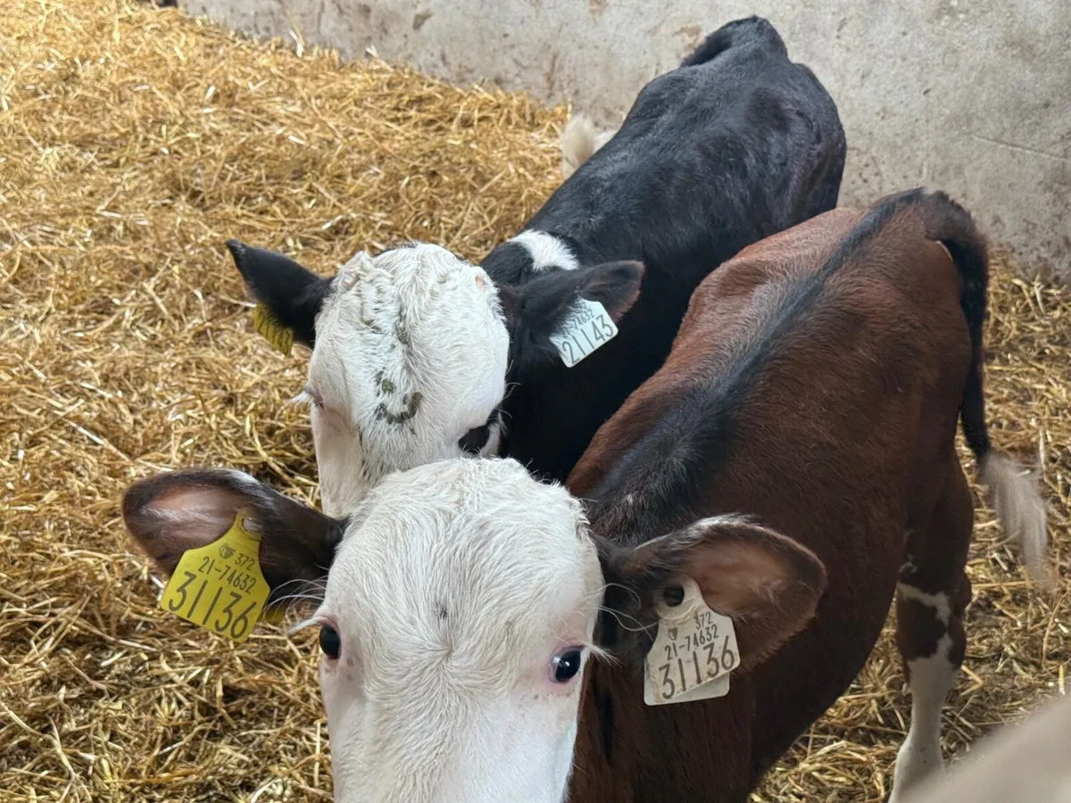 2 REARED HEREFORD HEIFER CALVES ( HOMEBRED) - Image 3