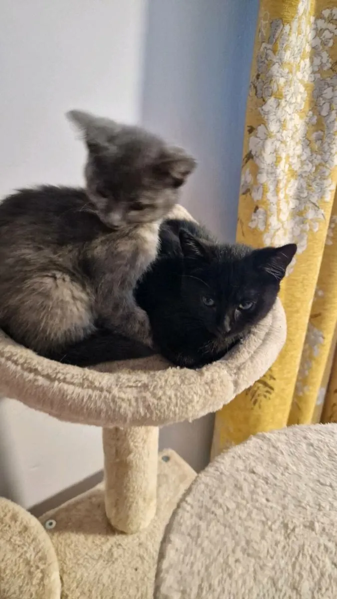 Kitten - Image 1
