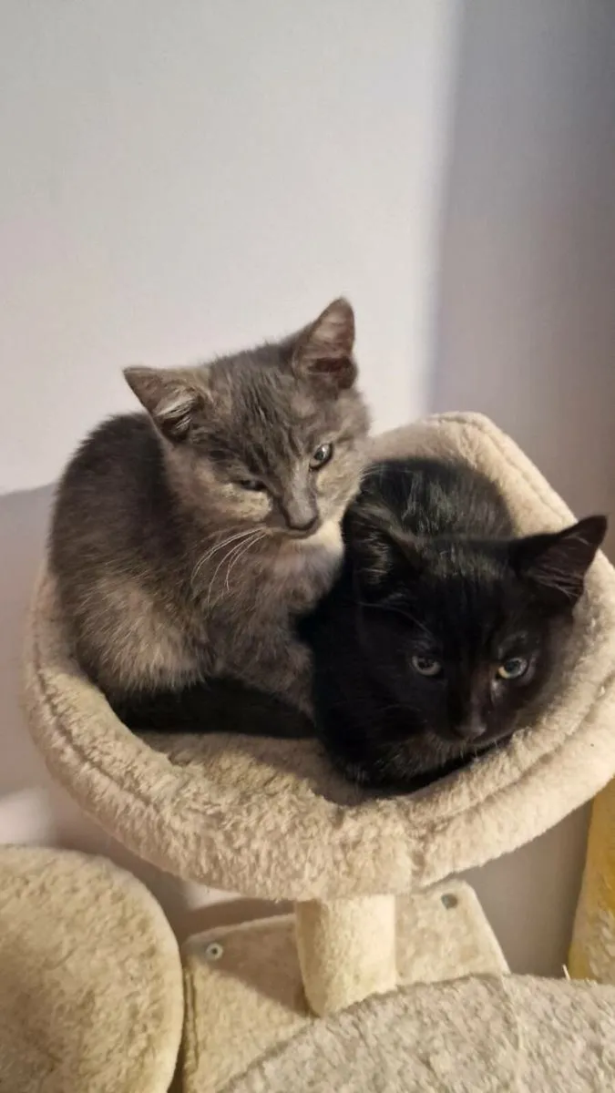 Kitten - Image 2