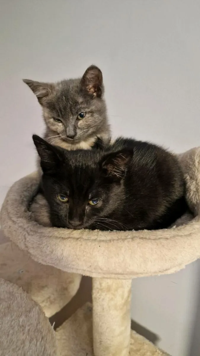 Kitten - Image 3