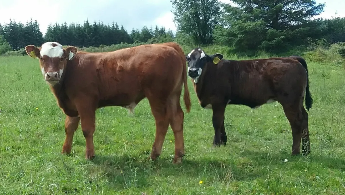 P.B.R Limousin Bull - Image 2