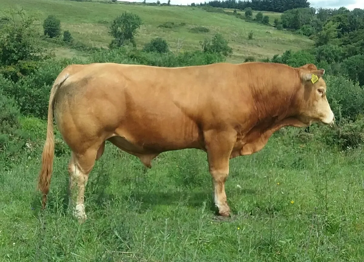 P.B.R Limousin Bull - Image 1