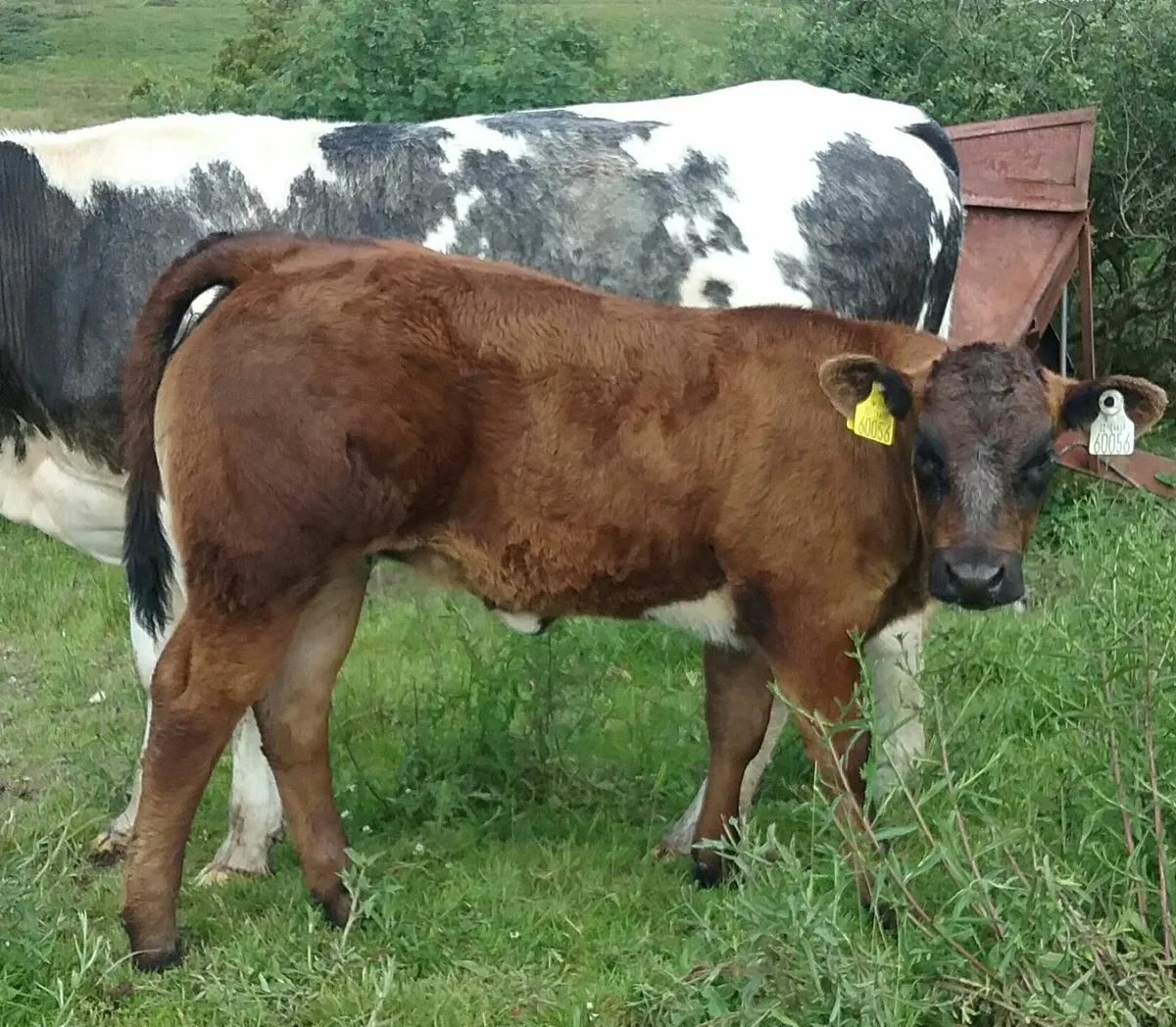 P.B.R Limousin Bull - Image 3