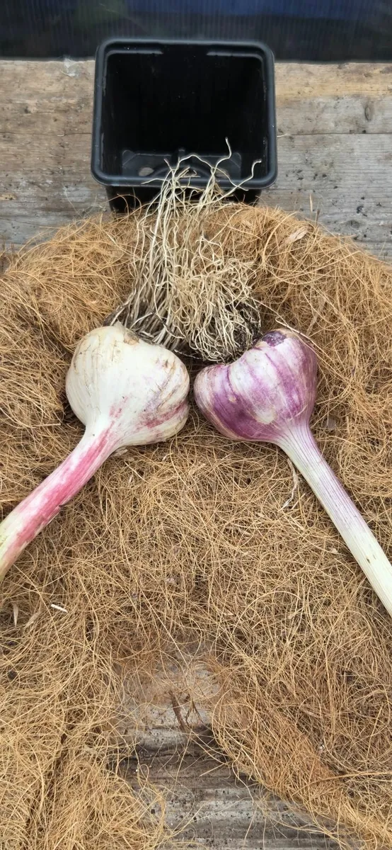 Organically grown Garlic bulbs - Image 1