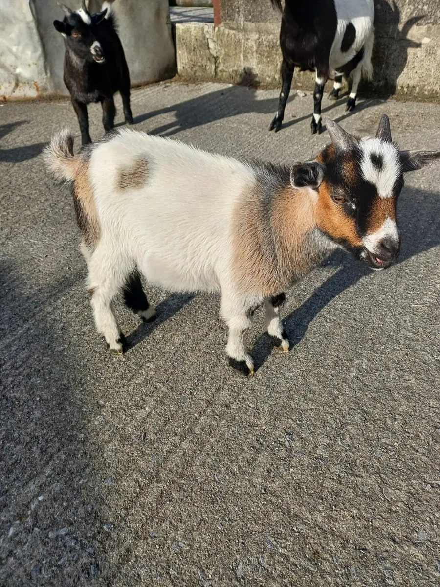 Goat - Image 2