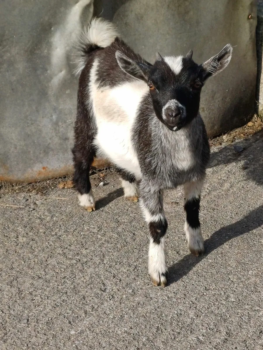 Goat - Image 3