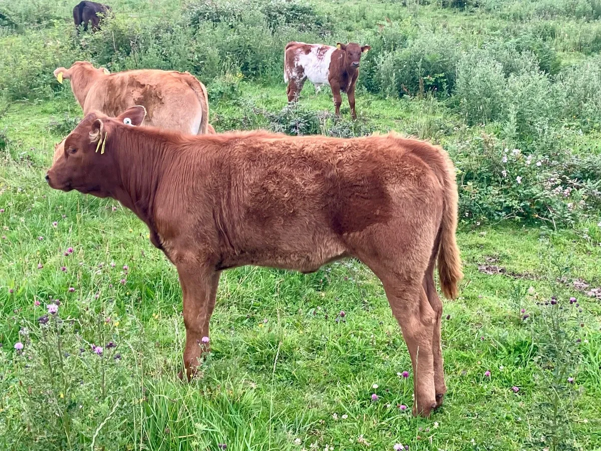 Organic LMX cow and calf - Image 1