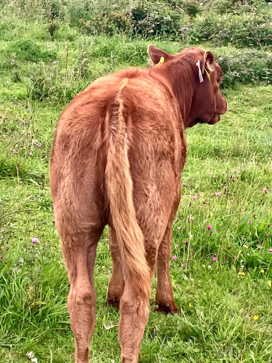 Organic LMX cow and calf - Image 2