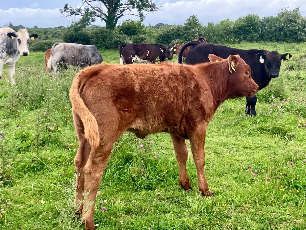 Organic LMX cow and calf - Image 3