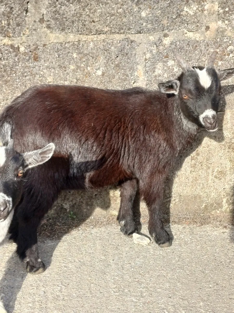 Goat - Image 1
