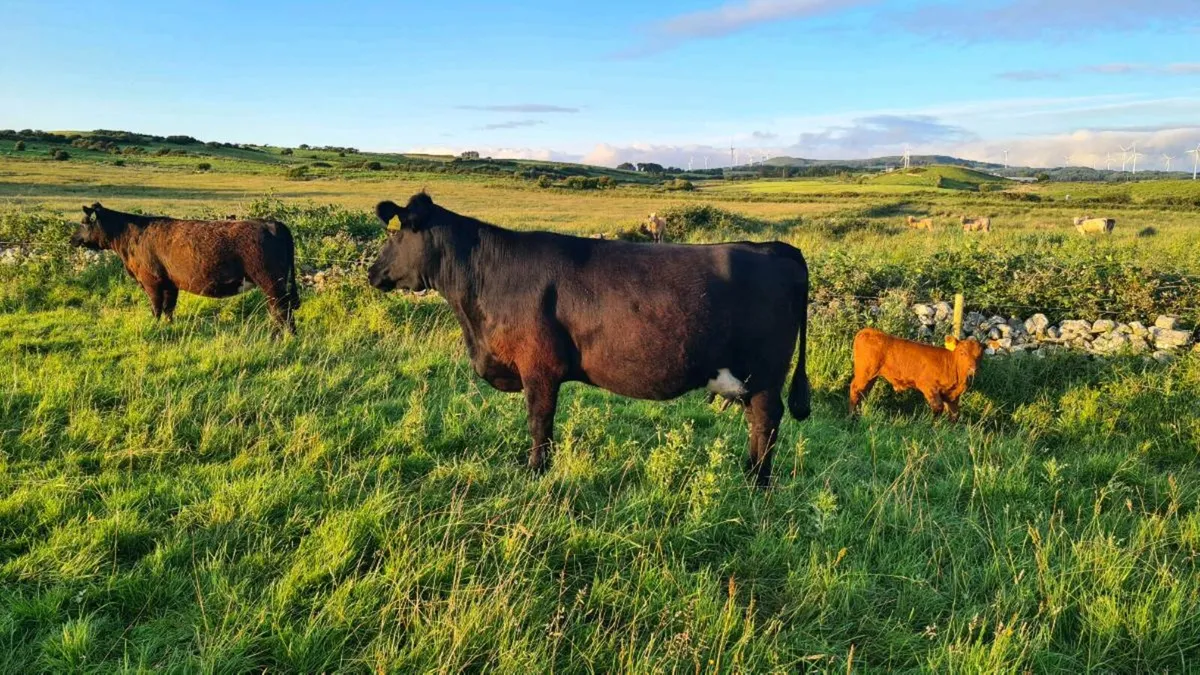 Organic Cow, Calf & Maiden Heifer - Image 2