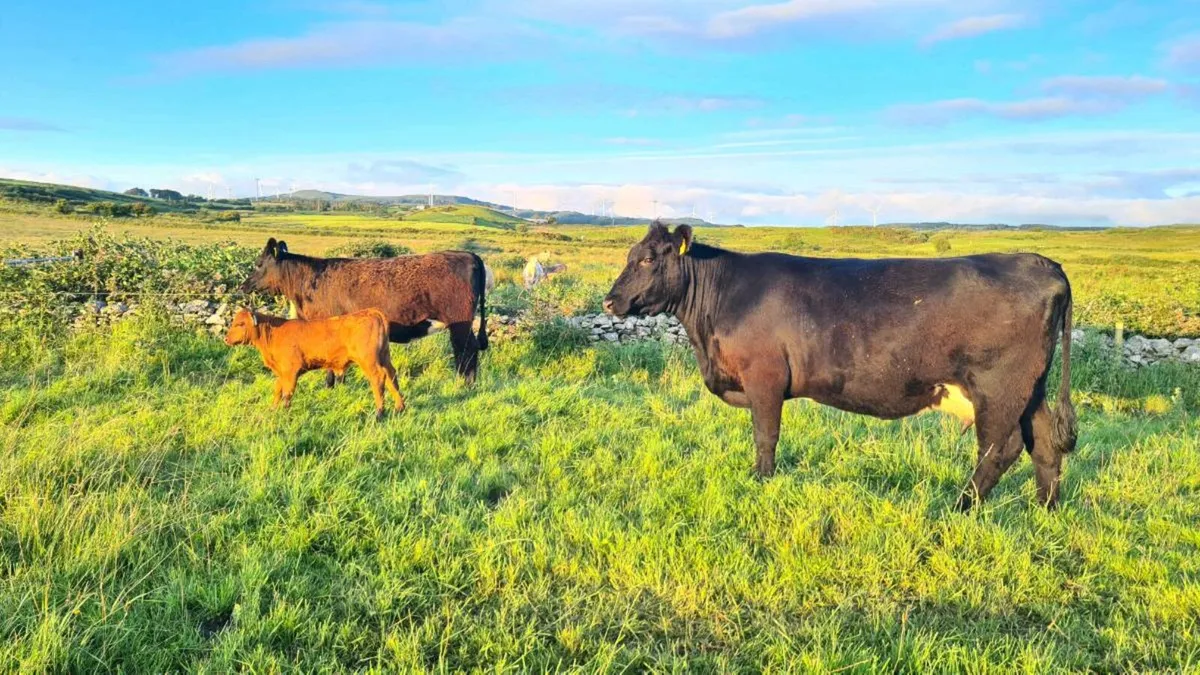 Organic Cow, Calf & Maiden Heifer - Image 1