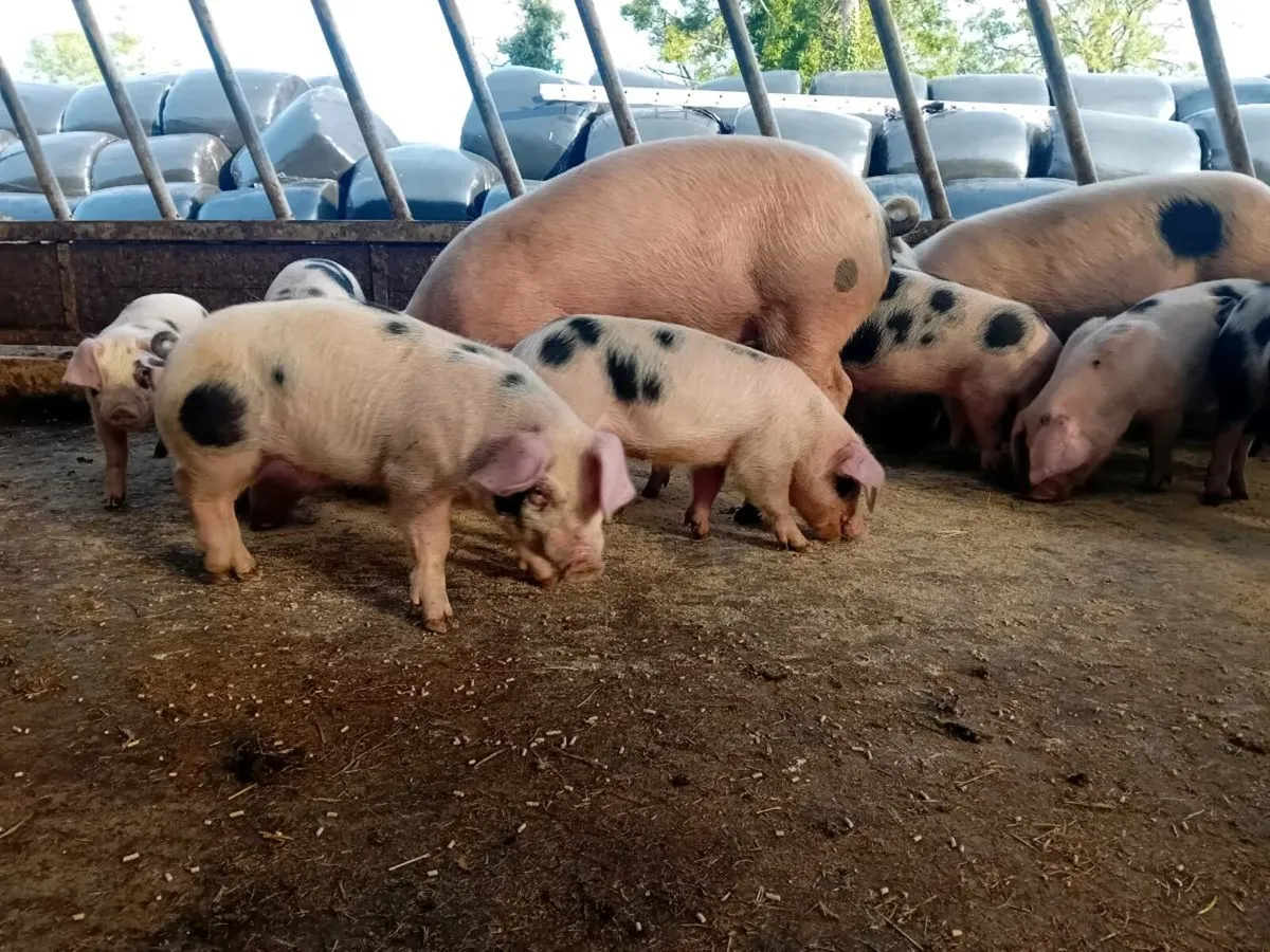 Gloucestershire Old Spot Weaners & Sows - Image 4
