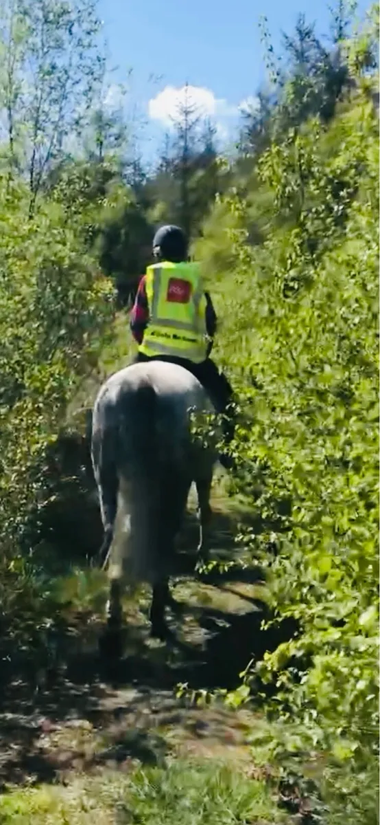 Wanted for lease or sale15-16hh