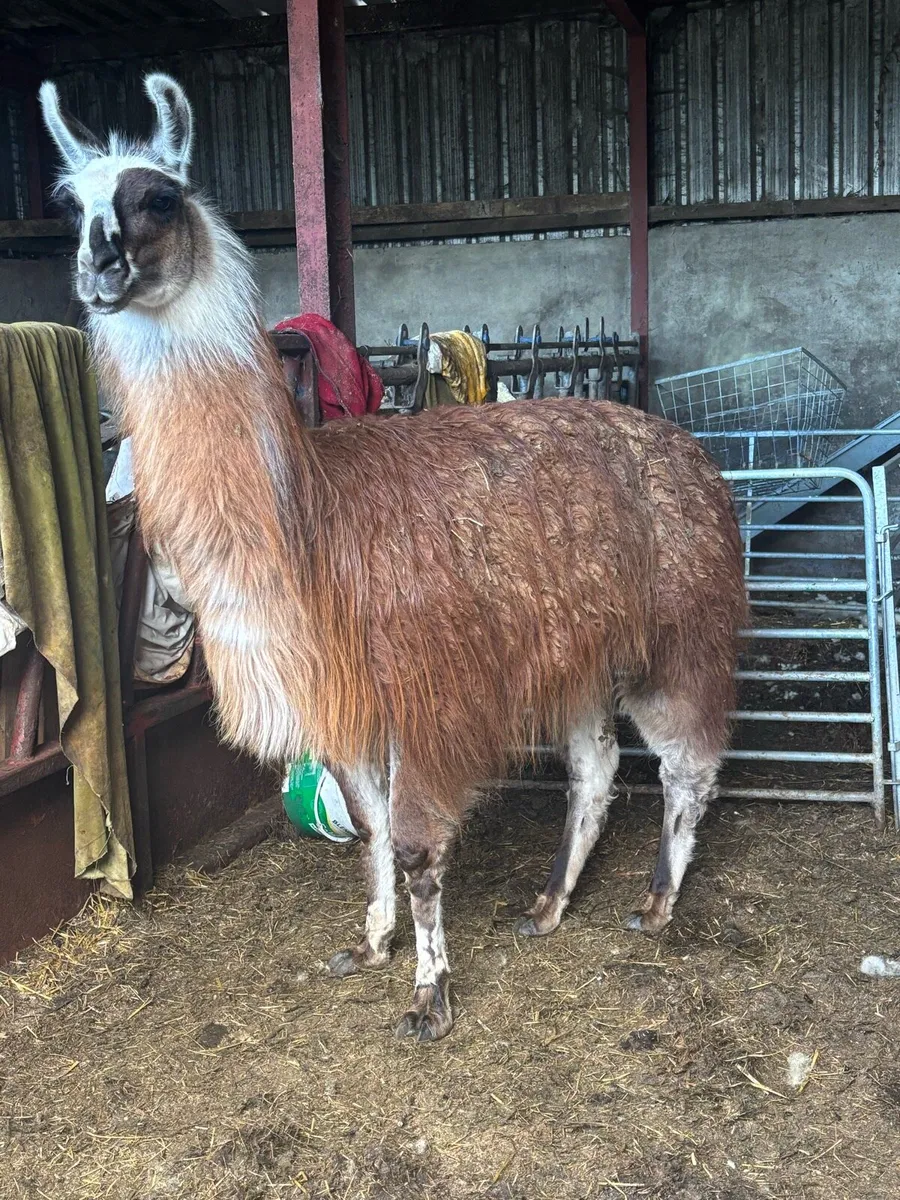 Llama - Image 2