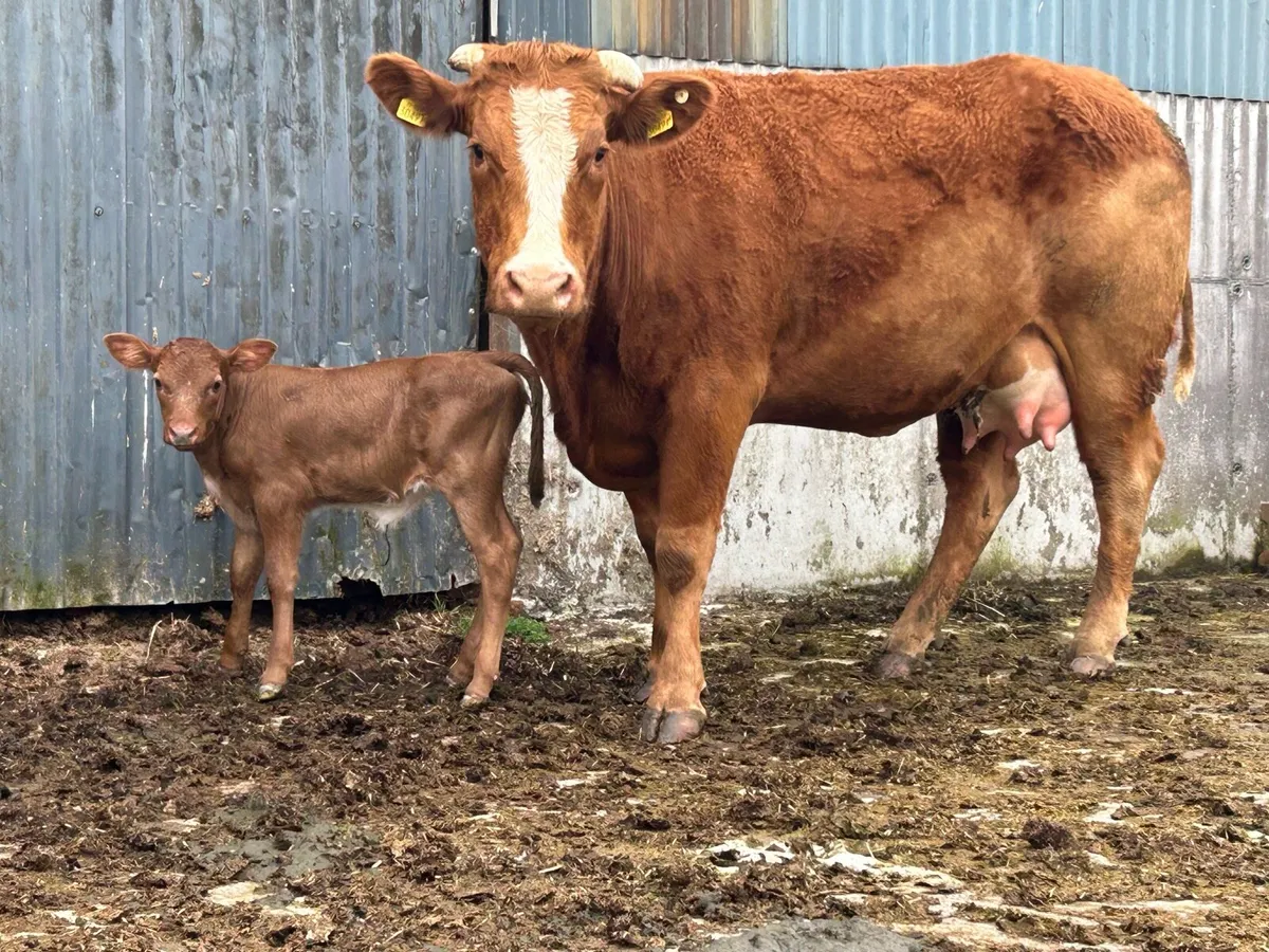 First calved heifer and heifer calf - Image 1
