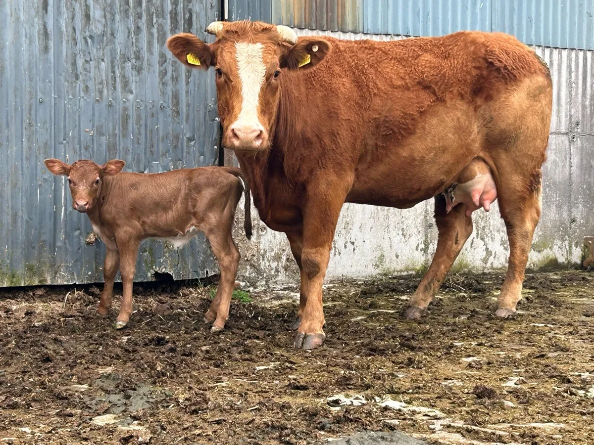 First calved heifer and heifer calf - Image 2
