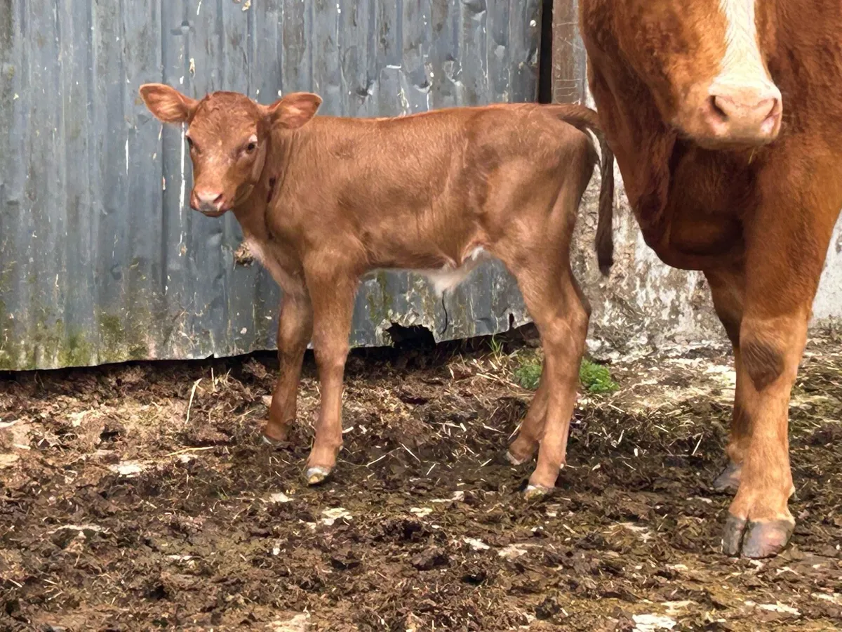 First calved heifer and heifer calf - Image 3